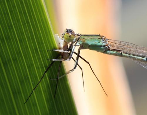 Ischnura pumilio